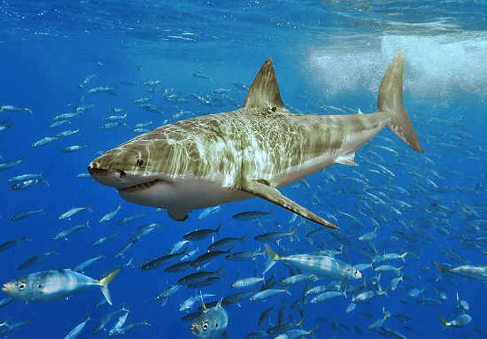 Great White Shark