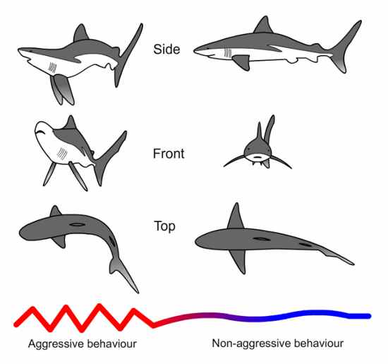 Shark's Position