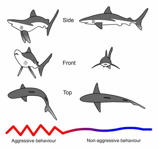 Shark Behaviour