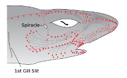 Ampullae of Lorenzini