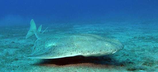 Angelshark (Squatina squatina)