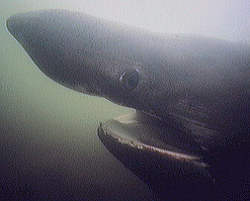 Basking Shark Hea