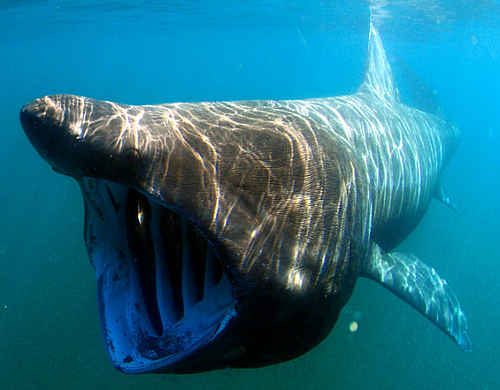 Basking Shark