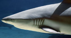 Blacktip Head