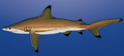 Blacktip Shark Illustration