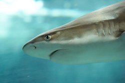 Blacktip Reef Shark Snout