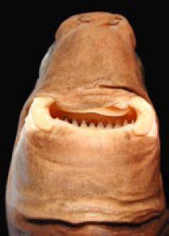 Cookiecutter Shark Mouth