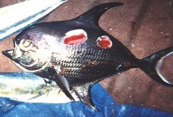 Cookiecutter Shark Bite Wounds