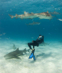 Freediver Freediver