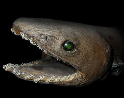 Frilled Shark Head