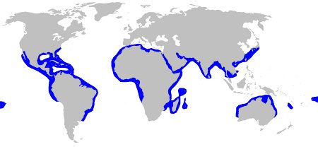 Great Hammerhead Shark Distribution Map