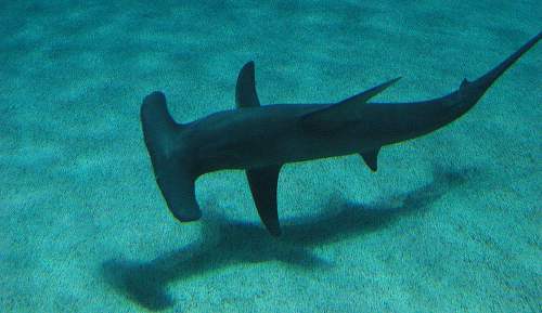 hammerhead shark feeding