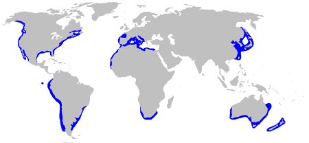 Great White Distribution Map