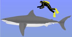 Great White Shark Size Compariso