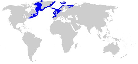 Greenland Shark Distributio