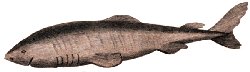 Greenland Shark