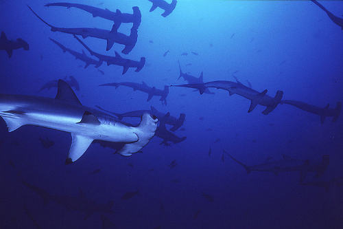 Hammerhead Schoo