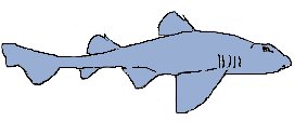 Bullhead Sharks