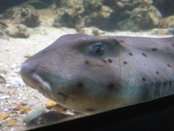 Horn shark