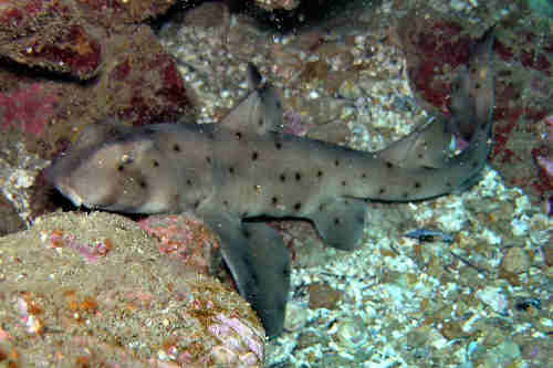 Horn Shark