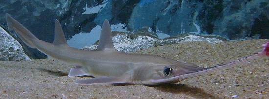 Japanese Sawshark