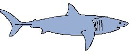 Mackerel Sharks