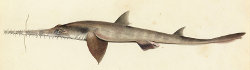 Longnose sawshark