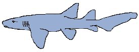 Carpet Sharks