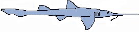 Sawsharks