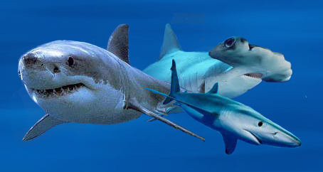 World of Sharks World of Sharks