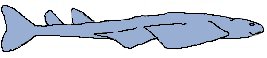Angel Sharks