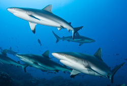 Grey Reef Shark