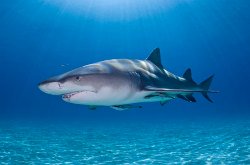 Lemon Shark