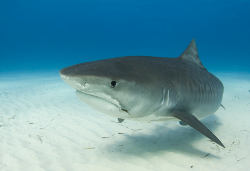 Tiger Shark