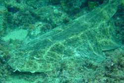 Angelshark Camouflag