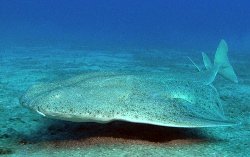 Angelshark