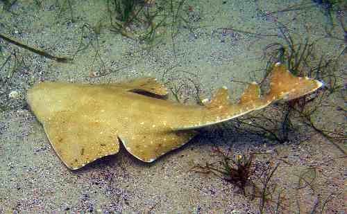 Australian Angel shark