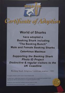 Basking Shark Adoption Certificate