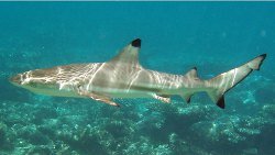 Blacktip Reef Shark