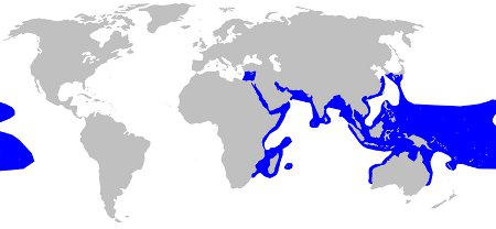 Blacktip Reef Shark Distribution Ma
