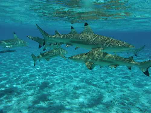 Blacktip Reef Shark