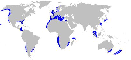 Bluntnose Sixgill Distribution Ma