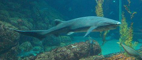 Cow Shark - Broadnose Sevengil