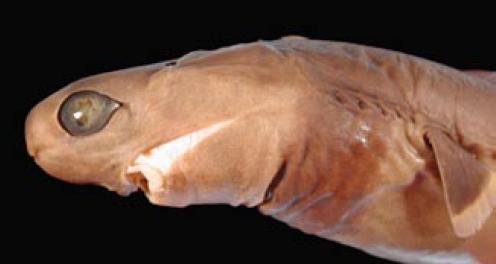 Cookiecutter Shark Hea