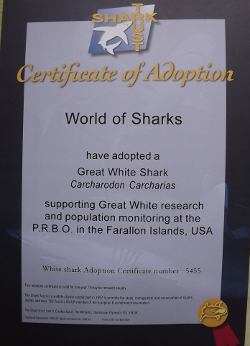 White Shark Adoption Certificate