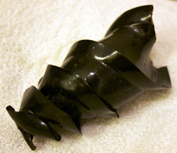 Horn Shark Egg Cas