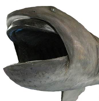 Megamouth Shark Head