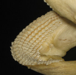 Nurse Shark Teeth