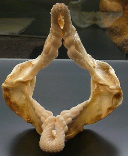 Port Jackson Shark Jaws