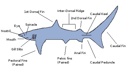 shark anatomy